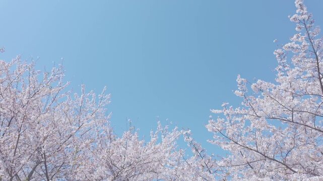 桜　青空　ジンバル