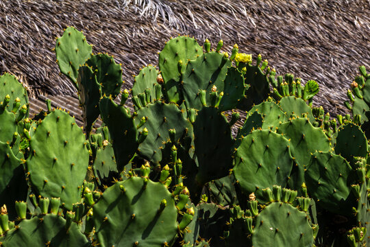 Prickly Pear Cactus in Rural Semi-Arid Brazil with Thatched Roof Background.