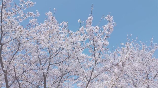 桜　青空　ジンバル