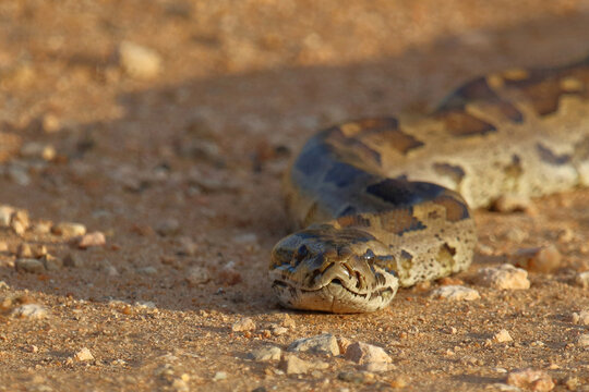 S&uuml;dlicher Felsenpython / Southern African rock python / Python natalensis