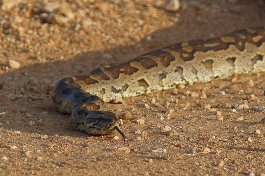 S&uuml;dlicher Felsenpython / Southern African rock python / Python natalensis