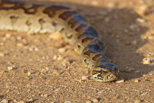 S&uuml;dlicher Felsenpython / Southern African rock python / Python natalensis