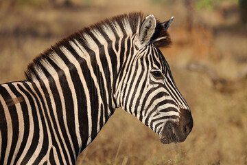 Steppenzebra / Burchell's zebra / Equus quagga burchellii © Ludwig