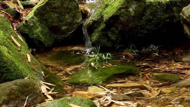 Close up of a small clear stream flowing over green mossy rocks and fallen bamboo leaves