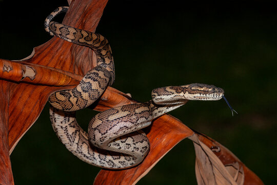 Australian Carpet Python flickering it's tongue