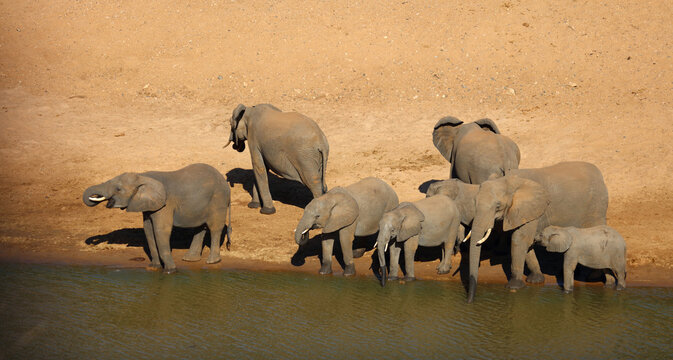 Afrikanischer Elefant / African elephant / Loxodonta africana