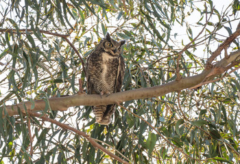 Fototapeta premium Great horned owl perched on a tree branch