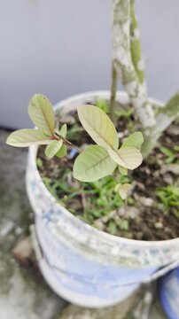 Young guava plant growing in a pot soil and greenery fresh leaves of psidium guajava in the garden agricultural cultivation and horticultural practices