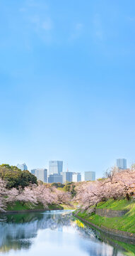 千鳥ヶ淵　桜　風景　東京　千代田区　コピースペース