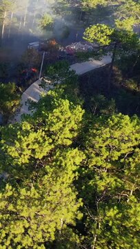 Aerial view of a winding road cutting through a lush pine forest in the mountains near Bontoc and Sagada, Philippines, with morning mist rising among the trees.