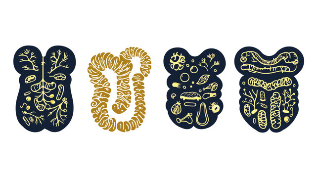 Stylized, illustrative representations of anatomical structures, possibly digestive organs