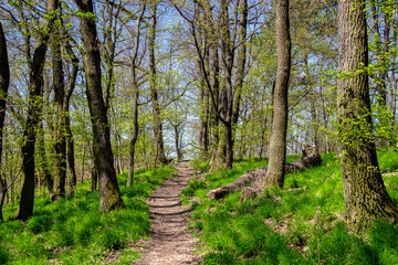 Fototapeta premium Forest in Slovakia in the spring 