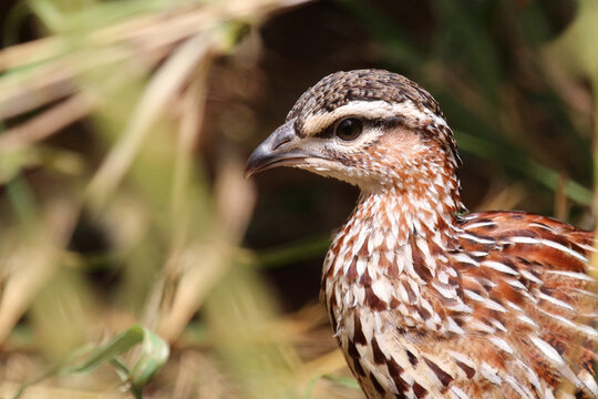 Schopffrankolin / Crested francolin / Dendroperdix sephaena