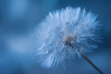 Fototapeta premium Dreamy Dandelion Seed Head with Blue Background, Fine Texture and Light