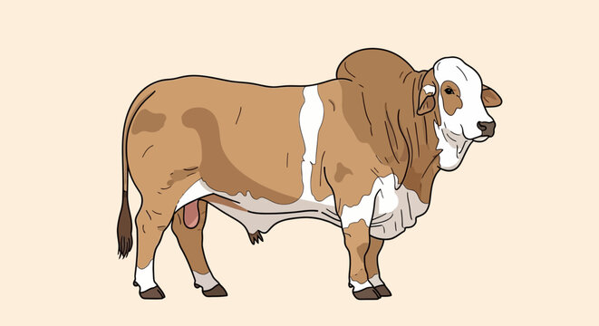Illustration of a Brahaman bull with its characteristic hump and dewlap