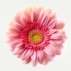 Fototapeta premium Delicate pink gerbera on white background, high-key floral portrait