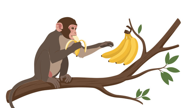 Brown monkey sitting on a tree branch and eating a banana from a large bunch hanging from the plant in the wild.