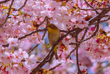 Fototapeta premium 青空に映える河津桜とメジロ