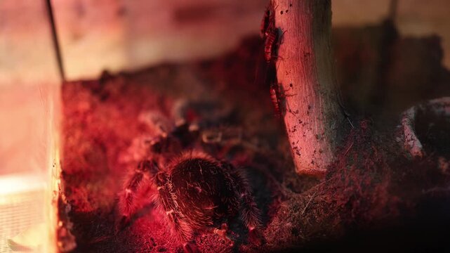 Tarantula moves slowly across soil in terrarium under warm red light while feeder insects climb nearby creating intense exotic scene with detailed hairy texture and predator atmosphere