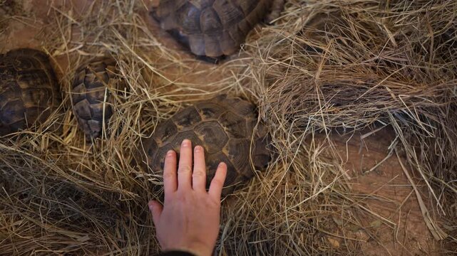 Tortoises move slowly across dry hay inside enclosure exploring textured ground and natural habitat creating calm wildlife scene with detailed shells and earthy tones