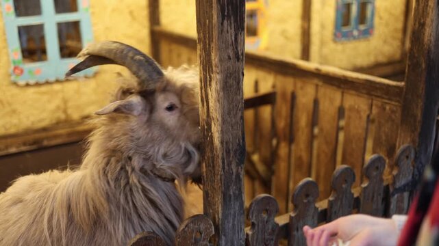 Tortoises move slowly across dry hay inside enclosure exploring textured ground and natural habitat creating calm wildlife scene with detailed shells and earthy tones