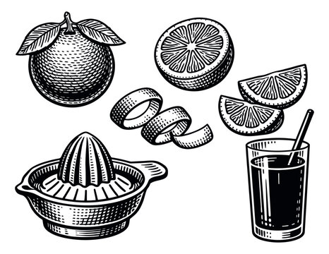 Vintage hand drawn line art citrus set featuring whole and sliced fruit, reamer, peel, and juice for healthy beverages