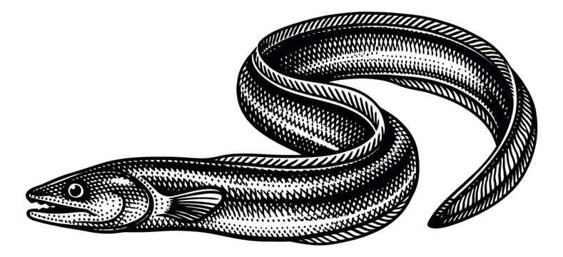 Engraved illustration of an eel depicting a marine creature for seafood design