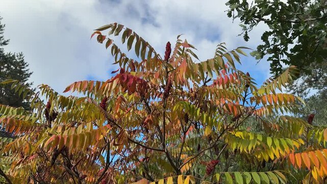 Autumn leaves of Rhus typhina tree. Staghorn sumac. Stag's horn sumach. Velvet sumac.