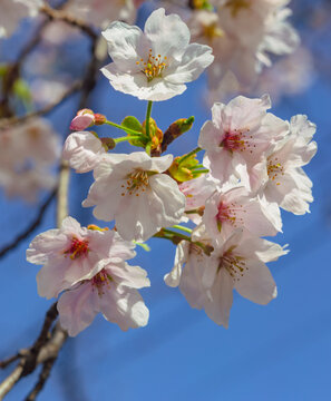 青空に映えるソメイヨシノ