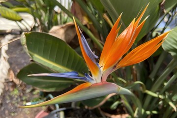 Fototapeta premium Bird of paradise flower blooming in tropical garden