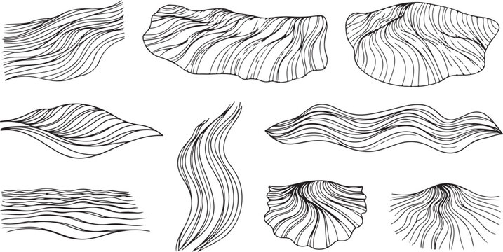 Detailed black and white illustrations of various feather types and shapes Vector