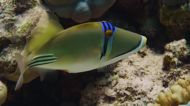 Footage captures a vibrant Picasso Triggerfish, also known as the Arabian Picassofish or Rhinecanthus assasi, gracefully swimming amidst a colorful coral reef.
