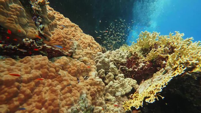 This footage captures the serene and vibrant underwater world, showcasing the delicate balance and rich biodiversity of a healthy marine ecosystem.