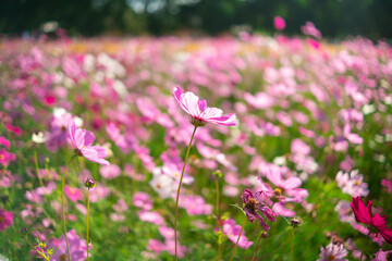 Obraz premium Multi colored flower fields Wind blowing, flowers moving all the time, Soft focus, Blur focus.