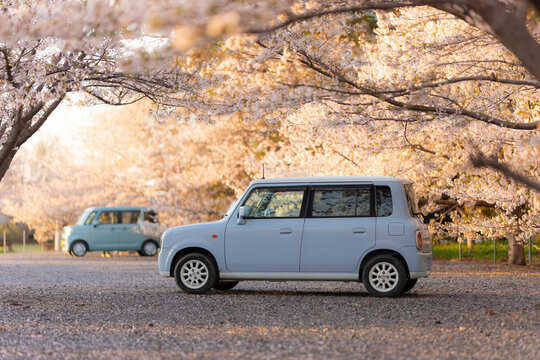 車　桜　夕日