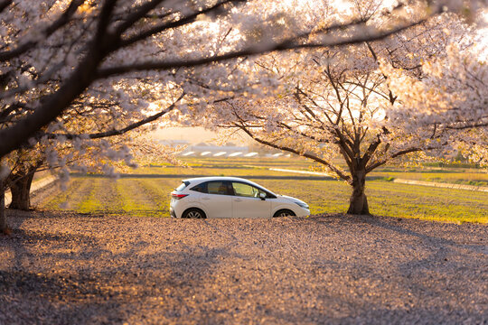 車　桜　夕日