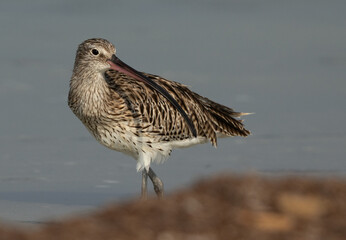 Closeup of a Eurasian curlew at Busaiteen coast, Bahrain © Dr Ajay Kumar Singh
