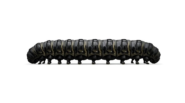 Segmented Black Caterpillar: Detailed view of a black caterpillar with yellow accents in a horizontal row.