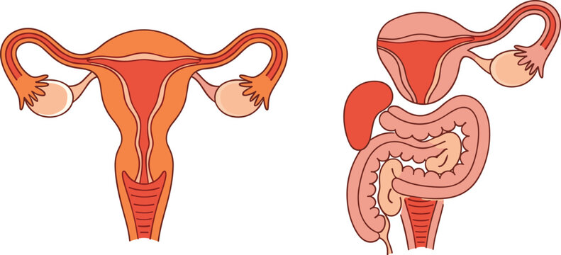 An illustration depicts the female reproductive system showcasing the uterus fallopian tubes and ovaries alongside intestinal anatomy high quality professional detailed modern elegant