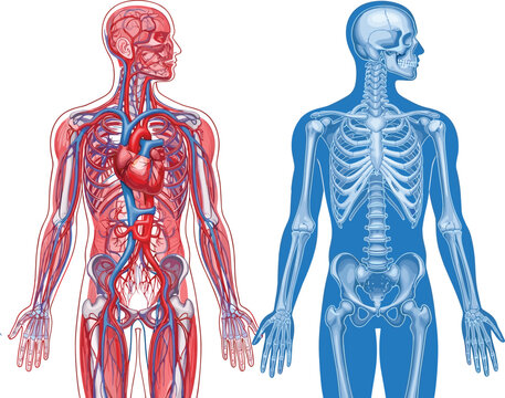 An anatomical illustration presents a side view of the human body displaying both the circulatory and skeletal systems vividly high quality professional detailed