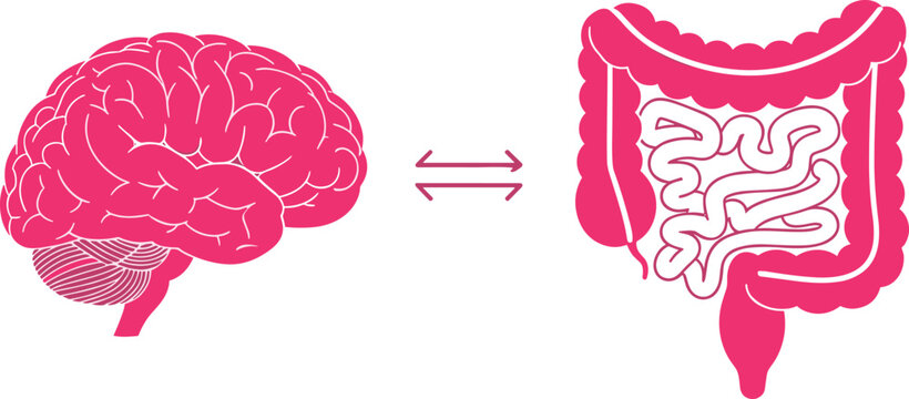 This illustration depicts the bidirectional communication pathway between the human brain and the complex coiled structure of the digestive system high quality professional