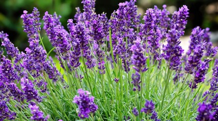 Obraz premium Lavender Blooms in Garden With Open Space for Text and Bright Green Background