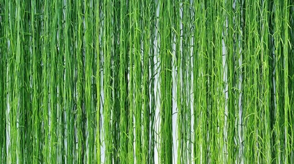 Fototapeta premium Vanilla Growing in the Garden With Space for Text and Green Background