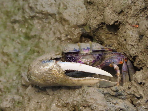 Vibrant Purple Fiddler Crab with Large Claw Emerging from Muddy Burrow, Close-up of Uca Species in Natural Estuary Habitat