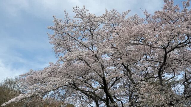 北雲雀きずきの森に咲く満開の桜