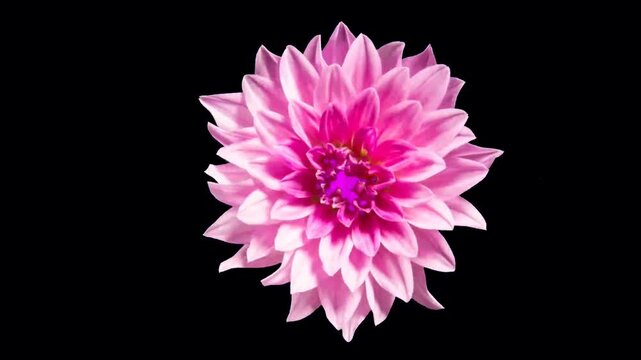Realistic pink dahlia isolated on black background.