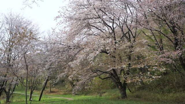 桜が咲く北雲雀きずきの森
