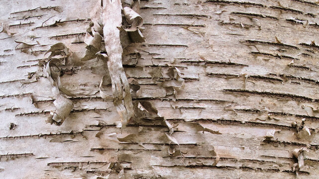 剥がれかけた白樺の樹皮のテクスチャ 背景素材 Peeling birch tree bark texture background
