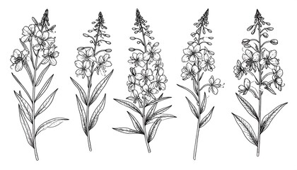 Fototapeta premium Detailed line art of five flowering plant stalks, featuring long leaves and clustered blossom heads, presented against a blank background