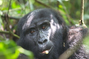 Naklejka premium Detailed close-up of a mountain gorilla in lush Ugandan rainforest, capturing expressive eyes and natural habitat—ideal for wildlife, conservation, and travel content.